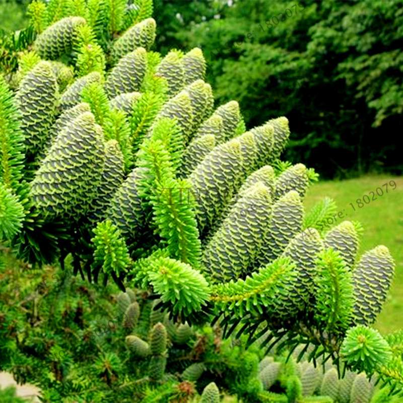 Korean Fir Seeds (Abies koreana) - Year-Round Bonsai Tree Planting, DIY Home Garden Decor & Landscaping