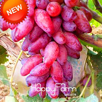 Rare Red Finger Grape Seeds - Natural Sweet Fruit Plants for Home Gardening, Fast Growth