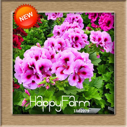 Pelargonium Peltatum Seeds - Geranium Flower Seeds, 17 Colors, Perennial Blooms for Garden & Containers