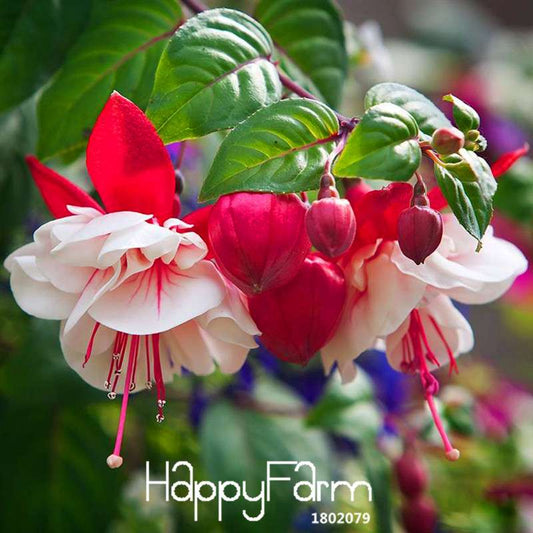 9 Vibrant Fuchsia Perennial Flower Seeds - DIY Potted Bell Flowers, Easy to Grow