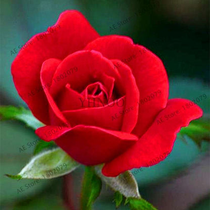 Rare Mixed Color Rose Seeds - Rainbow, Black, Blue - Bonsai Flower Seeds for Home Garden Planting