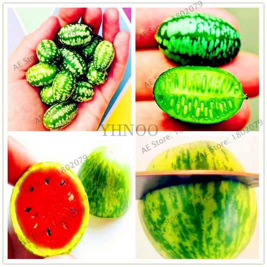 Thumb Watermelon Seeds - Non-GMO, Easy-Grow Cucamelon Bonsai Fruit for Home Garden