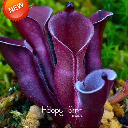 Carnivorous Nepenthes Seeds - Mosquito Eating Plant for Bonsai & Garden - Rare Insectivorous Variety