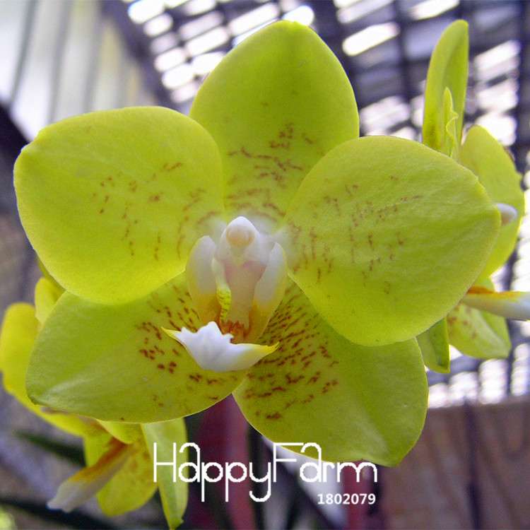 Green Orchid Bonsai Seeds - Air Purifying Phalaenopsis Orchids for Home & Office
