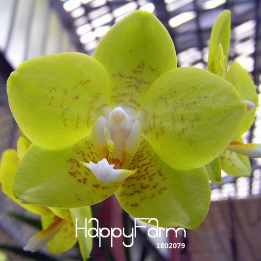 Green Orchid Bonsai Seeds - Air Purifying Phalaenopsis Orchids for Home & Office