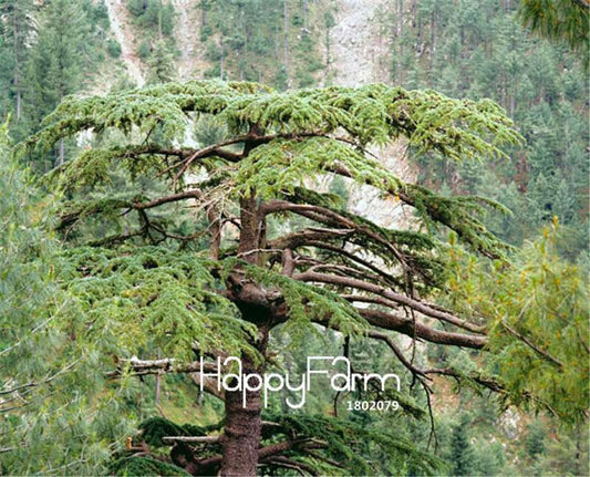 Himalayan Cedar Seeds - Deodar Bonsai Tree Kit for Home Garden Planting | Perennial Woody Plant