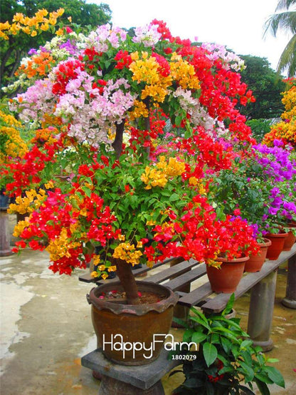Colorful Bougainvillea Spectabilis Seeds - Mix Colors, Bonsai, Potted Plants, Wild Flower Seeds for Home Garden
