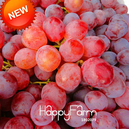 Sweet Red Grape Seeds - Natural Fruit Seeds for Home Gardening, High Yield Grape Plants