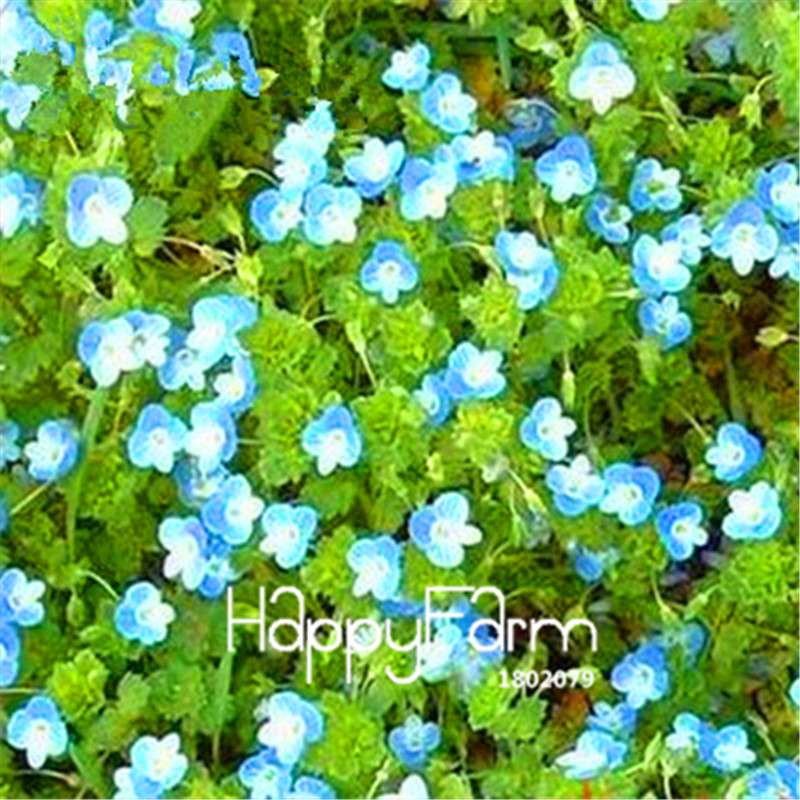 Starry Flower Seeds - Easy-Grow Indoor Potted Plants for Spring & Winter | Fast Shipping