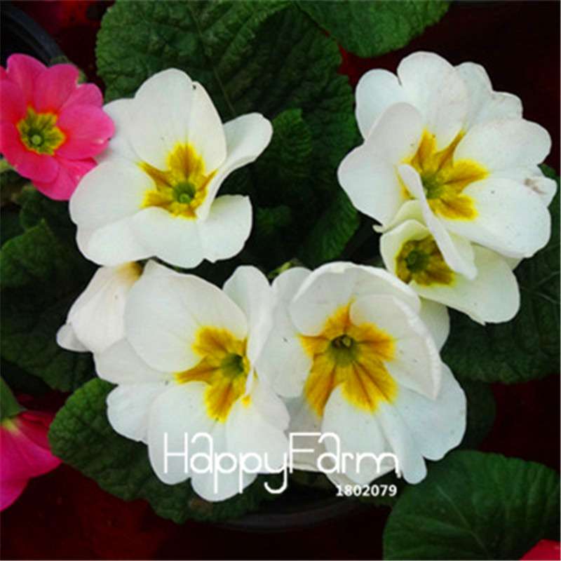 Rare Primrose Seeds (Primula malacoides) - Europe Bonsai Flower Seeds for Home Garden & Outdoor Planting