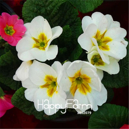 Rare Primrose Seeds (Primula malacoides) - Europe Bonsai Flower Seeds for Home Garden & Outdoor Planting