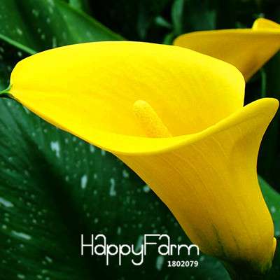 18 Color Rare Calla Lily Seeds - High Germination Rate, Fast US Shipping