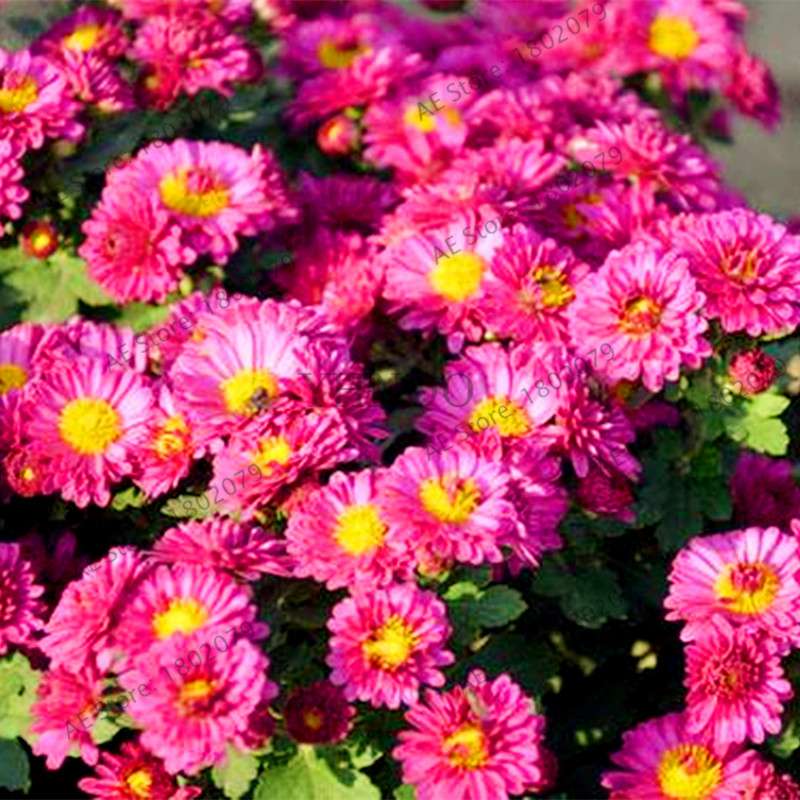 Rare Ground-Cover Chrysanthemum Seeds - Easy-Grow Perennial Bonsai Flowers for Home & Garden