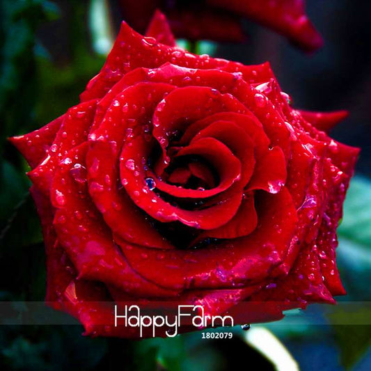 Red Rose Seeds - Strong Fragrance, Big Blooms for Garden Planting | Premium Flower Seeds