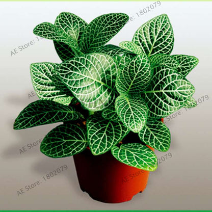 Fittonia Verschaffeltii Seeds - Indoor Bonsai Plant for Home, Office & Garden Decor - Easy to Grow