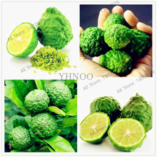 Key Lime Seeds, Delicious Potted Organic Fruit Seeds,(Citrus Aurantifolia) , Fruit Lemon Tree For Home Garden