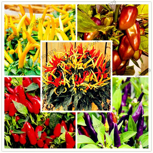 Spicy Chili Pepper Bonsai Seeds - Edible, Ornamental, Perennial Plant for Home & Garden