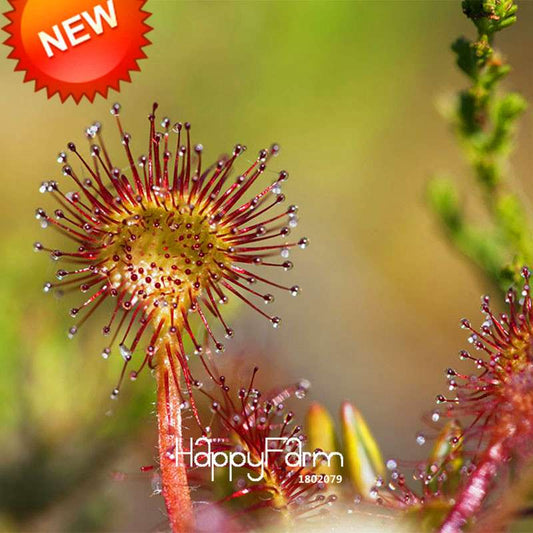 Sundew Seeds - Rare Carnivorous Bonsai Plants, Fresh & Novelty Garden Seeds for Home Gardening