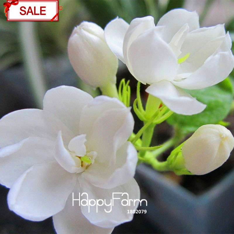 Jasmine Flower Seeds - Fragrant DIY Garden Plants, Chinese Ornamental Blooms for Home Gardening