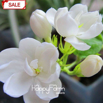 Jasmine Flower Seeds - Fragrant DIY Garden Plants, Chinese Ornamental Blooms for Home Gardening