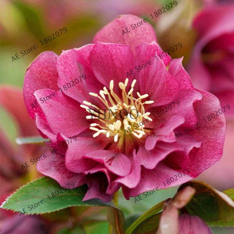 Christmas Rose Seeds (Helleborus Niger) - for Home, Courtyard & Bonsai Planting | Novelty Plant Gift