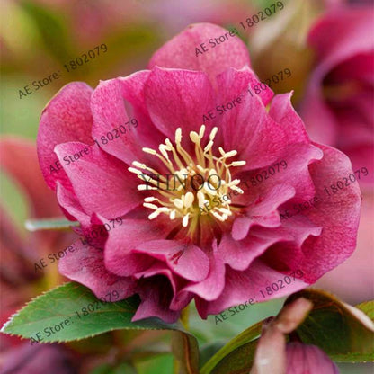 Christmas Rose Seeds (Helleborus Niger) - for Home, Courtyard & Bonsai Planting | Novelty Plant Gift