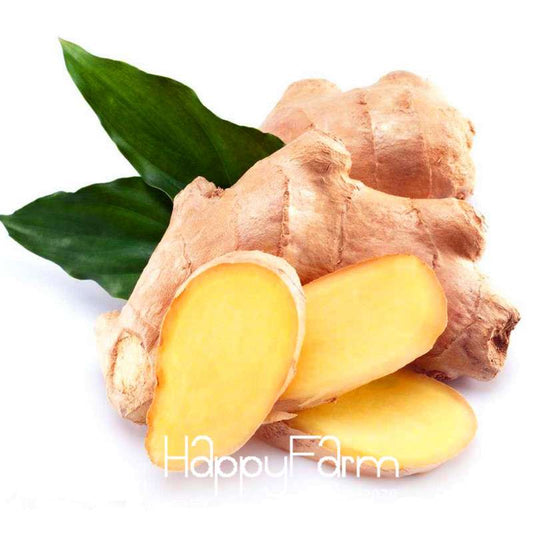 Ginger Seeds - Grow Fresh Zingiber Plants Year-Round, Perfect for Balcony & Indoor Potted Bonsai Gardening
