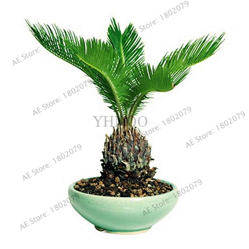 Potted Cycas Seeds - Air Purifying Cycad Tree for Home & Garden - 100% True Seeds