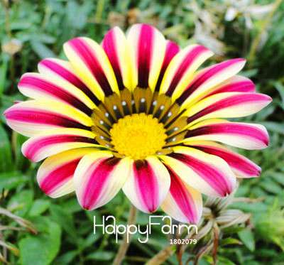 Vibrant Gazania Flower Seeds - Multicolor Mix for Stunning Blooms | Easy to Grow