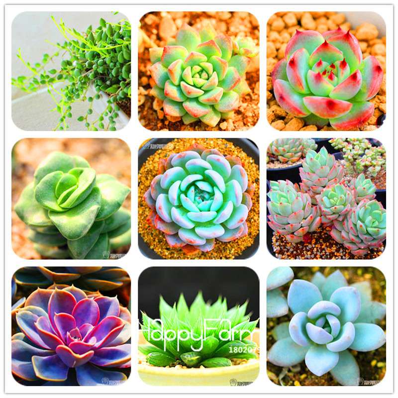 99 Varieties Lithops Seeds - Succulent & Bonsai Plants for Office, Home Garden - Easy to Grow