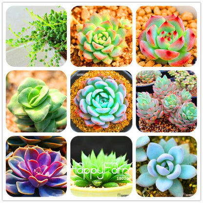 99 Varieties Lithops Seeds - Succulent & Bonsai Plants for Office, Home Garden - Easy to Grow