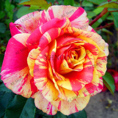 Rare Candy Stripe Rose Seeds - Red & Yellow Bonsai Flower Seeds for Home Garden | Mixed Color