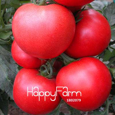Giant Tomato Seeds for Home Garden - Sweet Pumpkin Tomato, Balcony & Container Planting