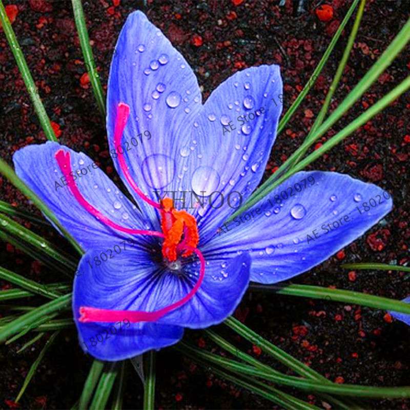 Premium Saffron Seeds - Grow Saffron Crocus Flowers for Home, Garden & Bonsai | Fast Shipping