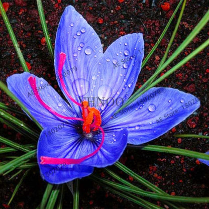 Premium Saffron Seeds - Grow Saffron Crocus Flowers for Home, Garden & Bonsai | Fast Shipping