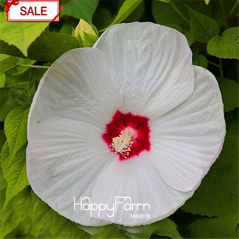 Red Giant Hibiscus Seeds - for Planting, DIY Home Garden Bonsai, Vibrant Blooming Flowers