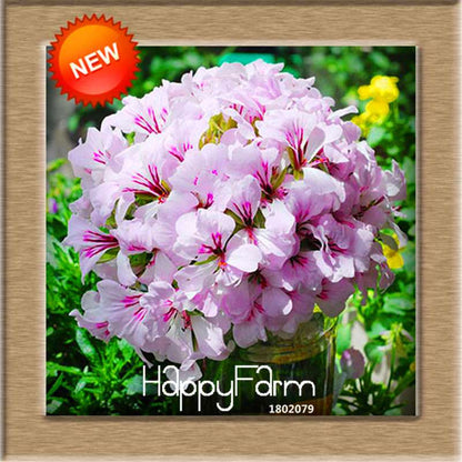 Pelargonium Peltatum Seeds - Geranium Flower Seeds, 17 Colors, Perennial Blooms for Garden & Containers