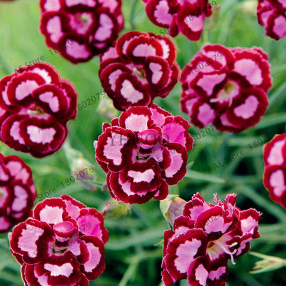 Dianthus Seeds - 24 Vibrant Colors, Easy to Grow, High Germination for DIY Garden Flowers | Fast Shipping