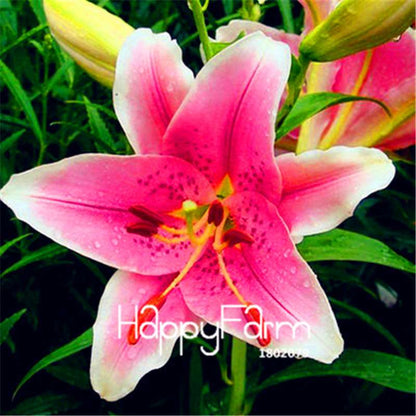 Lily Flower Seeds - Easy to Grow Bonsai Plants for Home & Garden | Fast Blooming