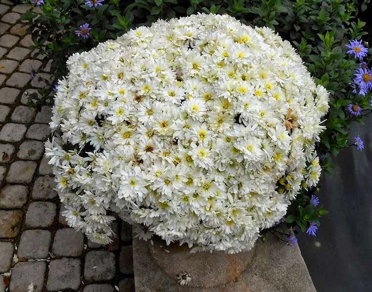 Perennial Daisy Seeds - Hardy Ground Cover Chrysanthemum for Home Garden & Bonsai Planting