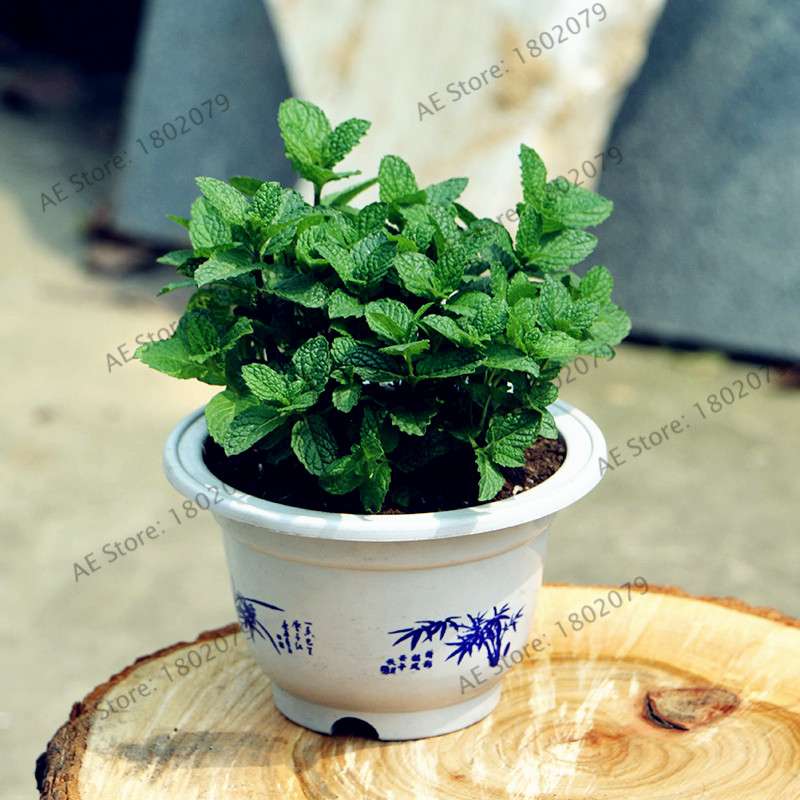 Mint Seeds - Organic, Aromatic, Easy-Grow Perennial Herb for Home & Garden Planting