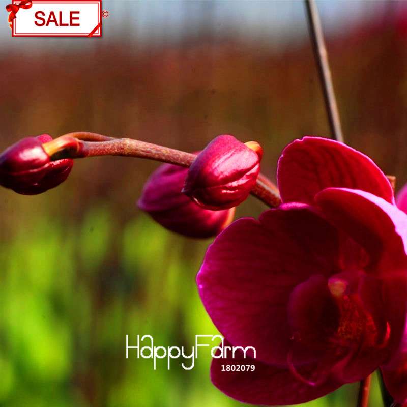 Crimson Phlaenopsis Orchid Seeds - Perennial Flowering Plant for Pots, Stunning Home & Garden Decor