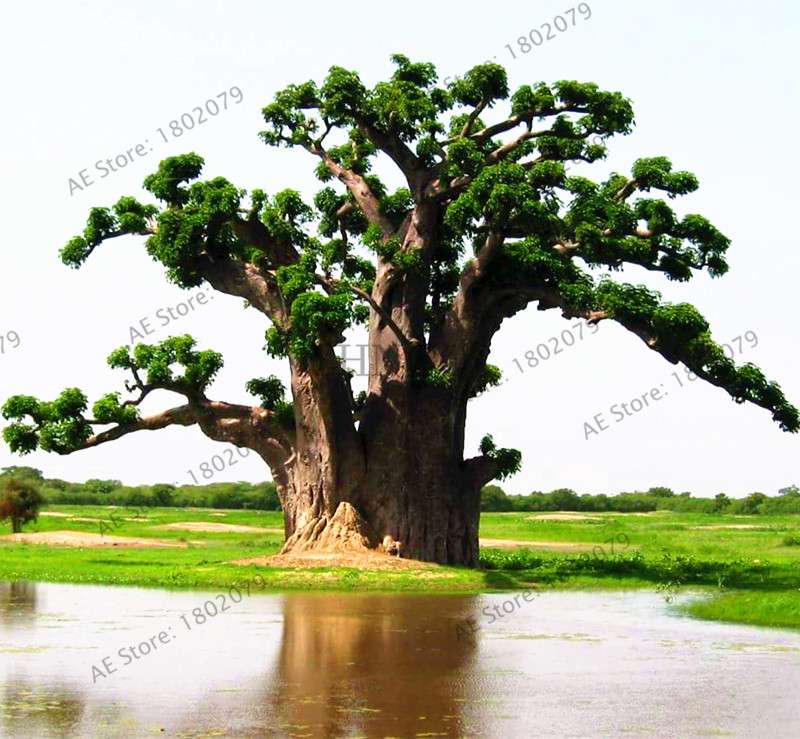 Rare Australian Baobab Tree Seeds - Giant Crown, Unique Boba Trees, Fast US Shipping