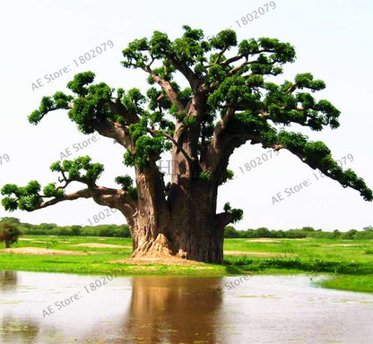 Rare Australian Baobab Tree Seeds - Giant Crown, Unique Boba Trees, Fast US Shipping