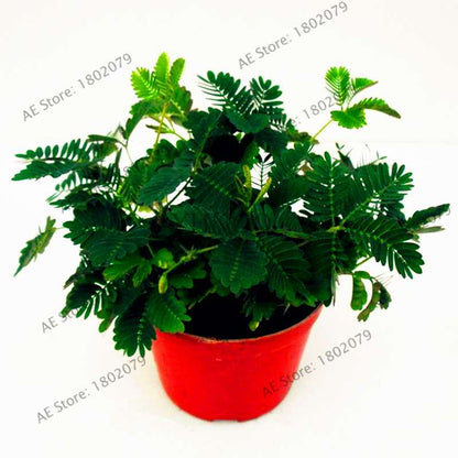 Mimosa Pudica Seeds - Sensitive Plant for Pots & Balcony | Fun, Fast-Growing Foliage