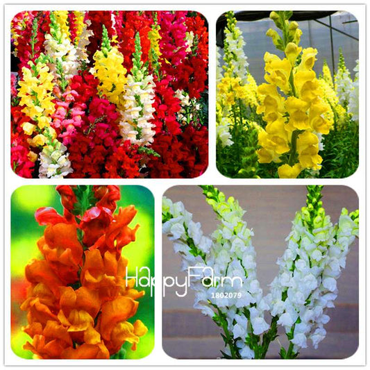 Snapdragon Seeds - Color Mix, Bonsai & Balcony Flowers, DIY Home Garden Planting - Non-GMO, Fast Growth