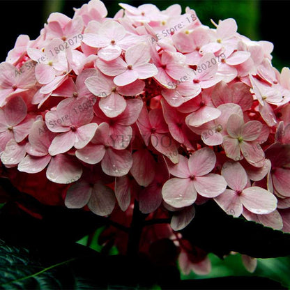 Hydrangea Seeds - Perennial Flowers for Wedding, Party, Home & Garden | Easy Grow Beautiful Blooms