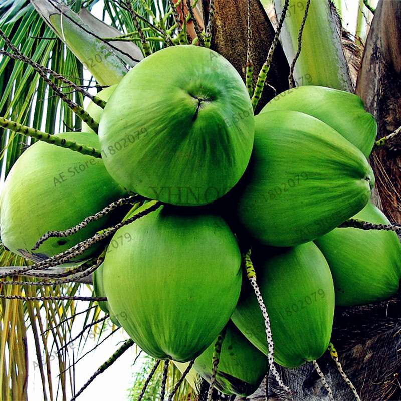 Coconut Tree Seeds - Tropical, Nutritious, Perennial Plants for Home & Garden DIY