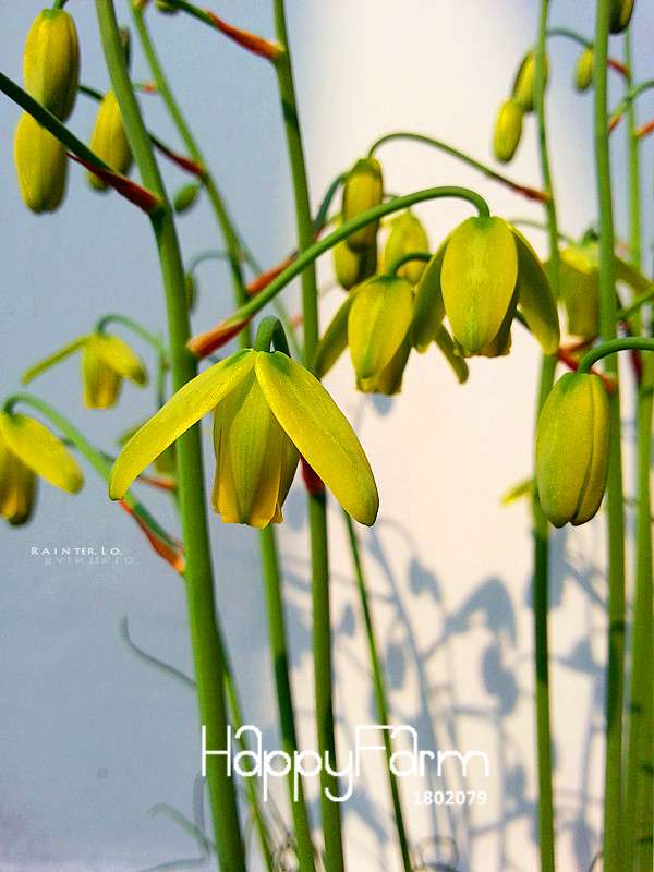 Trachyandra Revoluta Seeds - Exotic Thin-Leaf Potted Plants for Home & Garden | Fast US Shipping