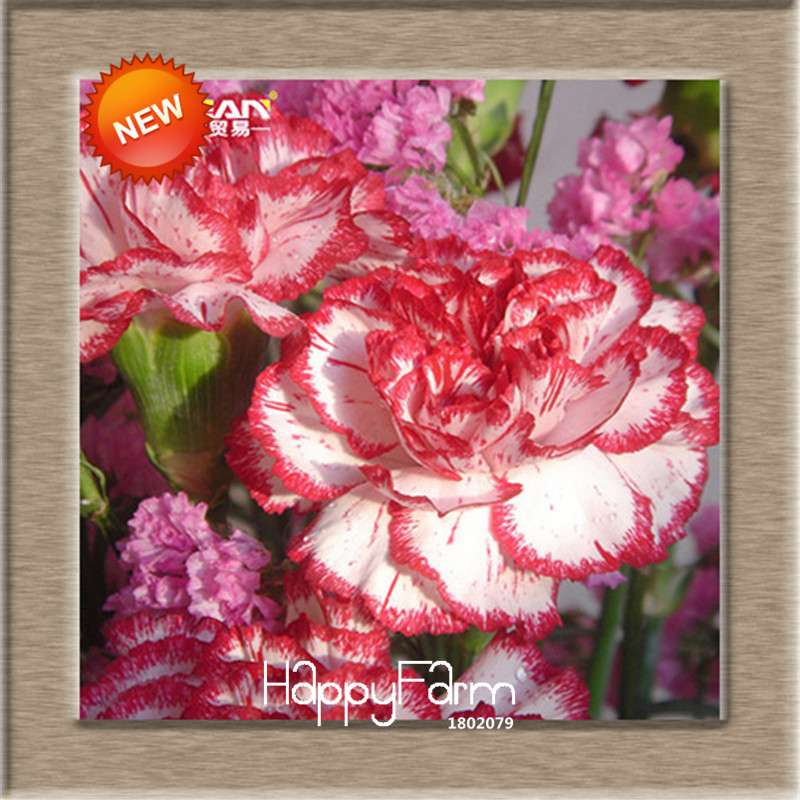 16 Colors Dianthus Caryophyllus Flower Seeds, Balcony Potted Garden Plants, Carnation Seeds for Home & Courtyard